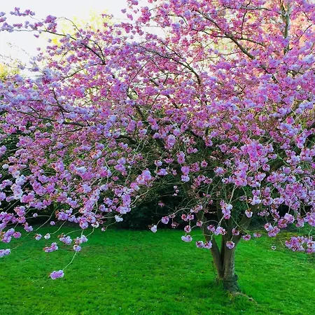 Nyaraló Les Hortensias 14 A 20 Pers 10min D'etretat *